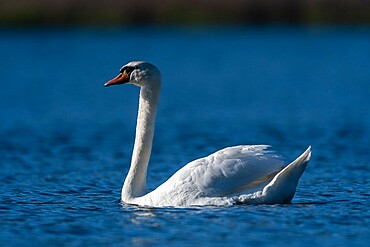 Mute Swan (Cygnus olor), Lake Varese, Varese, Lombardy, Italy, Europe