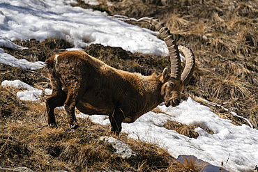 Alpine ibex (Capra ibex), Gran Paradiso National Park, Aosta Valley, Italy, Europe