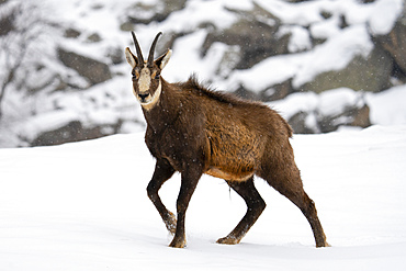 Alpine Chamois (Rupicapra rupicapra), Gran Paradiso National Park, Aosta Valley, Italy, Europe