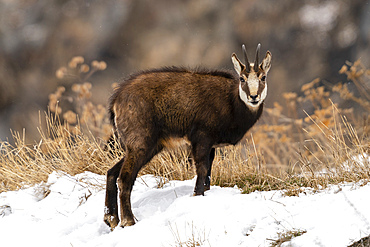 Alpine Chamois (Rupicapra rupicapra), Gran Paradiso National Park, Aosta Valley, Italy, Europe