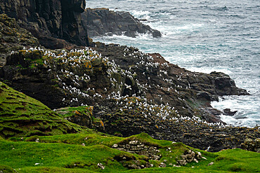 Black-legged kittiwakes (Rissa tridactyla), Mykines Island, Faroe Islands, Denmark, Europe