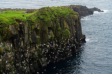 Black-legged kittiwakes (Rissa tridactyla), Mykines Island, Faroe Islands, Denmark, Europe