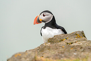 Atlantic puffin (Fratercula arctica), Mykines Island, Faroe Islands, Denmark, Europe