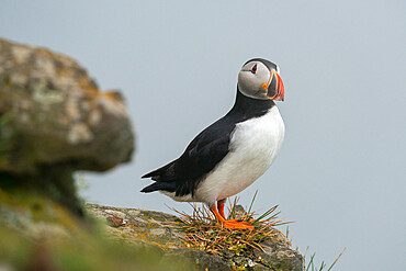 Atlantic puffin (Fratercula arctica), Mykines Island, Faroe Islands, Denmark, Europe