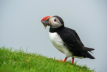 Atlantic puffin (Fratercula arctica), Mykines Island, Faroe Islands, Denmark, Europe