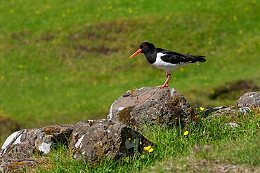 Eurasian Oystercatcher (Haematopus ostralegus), Saksun, Streymoy Island, Faroe Islands, Denmark, Europe