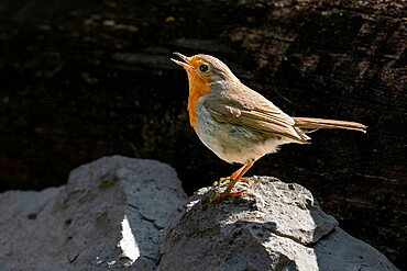 European robin (Erithacus rubecula), Notranjska Regional Park, Slovenia, Europe