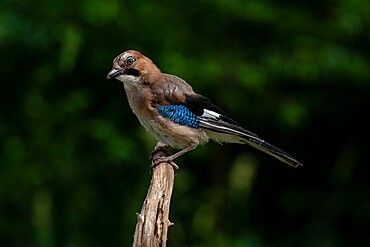 Eurasian jay (Garrulus glandarius), Notranjska Regional Park, Slovenia, Europe