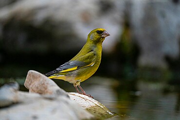 European greenfinch (Chloris chloris), Notranjska Regional Park, Slovenia, Europe