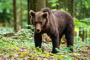 European brown bear (Ursus arctos), Notranjska forest, Slovenia, Europe