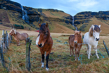 Icelandic horses near Vik, Iceland, Polar Regions