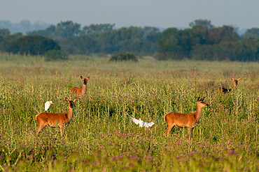 Red deer (Cervus elaphus hispanicus), Donana National and Natural Park, Andalusia, Spain, Europe