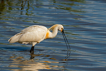 Eurasian Spoonbill (Platalea leucorodia), Donana National and Natural Park, Andalusia, Spain, Europe