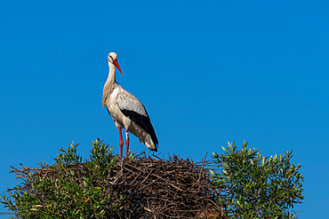 White Stork (Ciconia ciconia), Donana National and Natural Park, Andalusia, Spain, Europe