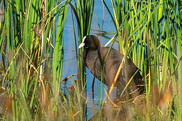 Eurasian coot (Fulica atra), Donana National & Natural Park, Andalusia, Spain.