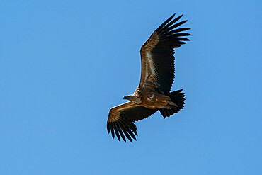 White-backed Vulture (Gyps africanus) in flight, Donana National and Natural Park, Andalusia, Spain, Europe