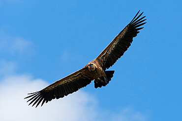 White-backed Vulture (Gyps africanus) in flight, Donana National and Natural Park, Andalusia, Spain, Europe