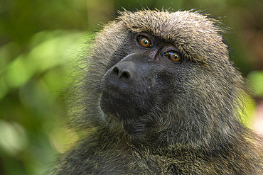 Portrait of an olive baboon (Papio anubis), Lake Manyara National Park, Tanzania, East Africa, Africa