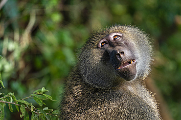 Olive Baboon (Papio anubis), Lake Manyara National Park, Tanzania, East Africa, Africa