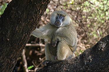 Olive Baboon (Papio anubis), Lake Manyara National Park, Tanzania, East Africa, Africa