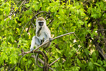 Vervet monkey (Chlorocebus pygerythrus), Lake Manyara National Park, Tanzania, East Africa, Africa