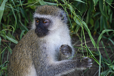 Vervet monkey (Chlorocebus pygerythrus), Lake Manyara National Park, Tanzania, East Africa, Africa