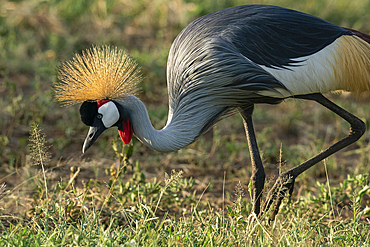 Gray crowned crane (Balearica regulorum), Lake Manyara National Park, Tanzania, East Africa, Africa