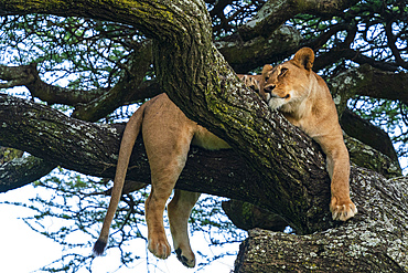 Lion (Panthera leo) in a tree, Ndutu Conservation Area, Serengeti, Tanzania, East Africa, Africa