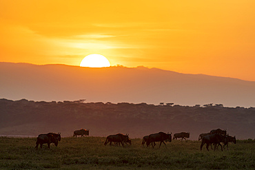 Blue wildebeest (Connochaetes taurinus), Ndutu Conservation Area, Serengeti, Tanzania, East Africa, Africa