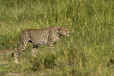 Cheetah (Acinonyx jubatus) walking, Ndutu Conservation Area, Serengeti, Tanzania, East Africa, Africa