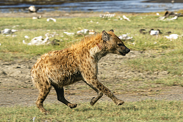 Hyena (Crocuta crocuta), Ndutu Conservation Area, Serengeti, Tanzania, East Africa, Africa