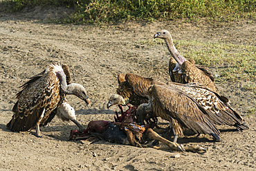 White-backed vultures (Gyps africanus) feeding on a wildebeest, Ndutu Conservation Area, Serengeti, Tanzania, East Africa, Africa