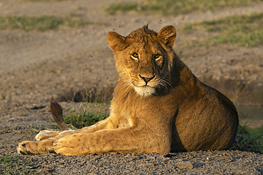 Lion (Panthera leo), Ndutu Conservation Area, Serengeti, Tanzania, East Africa, Africa