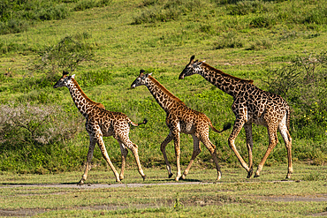 Masai giraffes (Giraffa camelopardalis tippelskirchi), Ndutu Conservation Area, Serengeti, Tanzania, East Africa, Africa