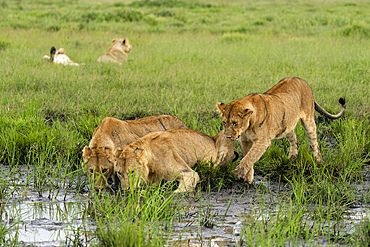 Lion (Panthera leo), Ndutu Conservation Area, Serengeti, Tanzania, East Africa, Africa