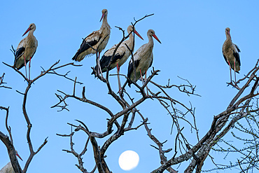 White storks (Ciconia ciconia) perching on a tree with the moon in background, Ndutu Conservation Area, Serengeti, Tanzania, East Africa, Africa