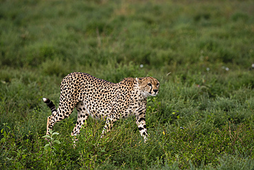 Cheetah (Acinonyx jubatus) walking, Ndutu Conservation Area, Serengeti, Tanzania, East Africa, Africa