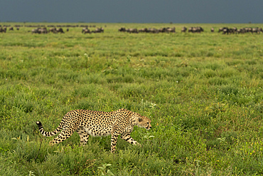 Cheetah (Acinonyx jubatus) walking, Ndutu Conservation Area, Serengeti, Tanzania, East Africa, Africa