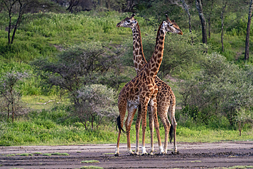 Two Masai giraffes (Giraffa camelopardalis tippelskirchi), Ndutu Conservation Area, Serengeti, Tanzania, East Africa, Africa