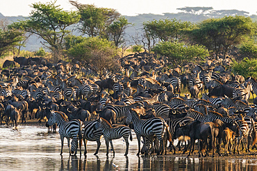 Blue wildebeest (Connochaetes taurinus) and common zebras (Equus quagga) at Lake Ndutu, Serengeti, Tanzania, East Africa, Africa