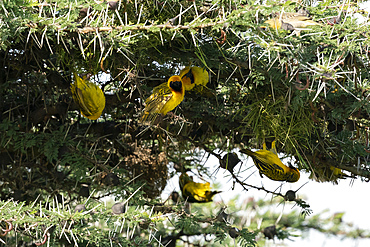 Speke's Weaver (Ploceus spekei) nesting in acacia tree, Ndutu Conservation Area, Serengeti, Tanzania, East Africa, Africa