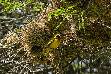 Speke's Weaver (Ploceus spekei) nesting in acacia tree, Ndutu Conservation Area, Serengeti, Tanzania, East Africa, Africa