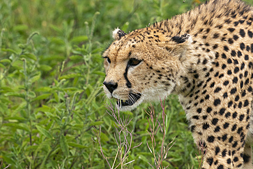 Cheetah (Acinonyx jubatus), Ndutu Conservation Area, Serengeti, Tanzania, East Africa, Africa