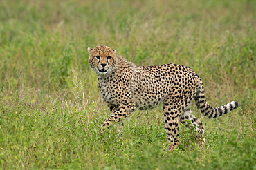 Cheetah (Acinonyx jubatus), Ndutu Conservation Area, Serengeti, Tanzania, East Africa, Africa