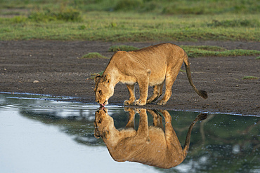 Lion (Panthera leo), Ndutu Conservation Area, Serengeti, Tanzania, East Africa, Africa