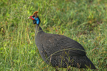 Helmeted Guineafowl (Numida meleagris), Ndutu Conservation Area, Serengeti, Tanzania, East Africa, Africa