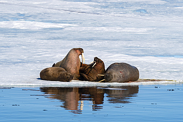 Walruses (Odobenus rosmarus) resting on ice, Brepollen, Spitsbergen, Svalbard Islands, Norway.