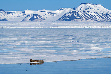 Walruses (Odobenus rosmarus) resting on ice, Brepollen, Spitsbergen, Svalbard Islands, Norway.