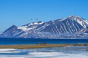 Calypsobyen, Spitsbergen, Svalbard Islands, Norway.