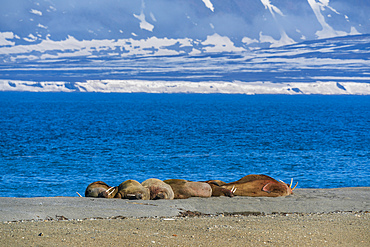 Walruses (Odobenus rosmarus) resting on a beach, Calypsobyen, Spitsbergen, Svalbard Islands, Norway.